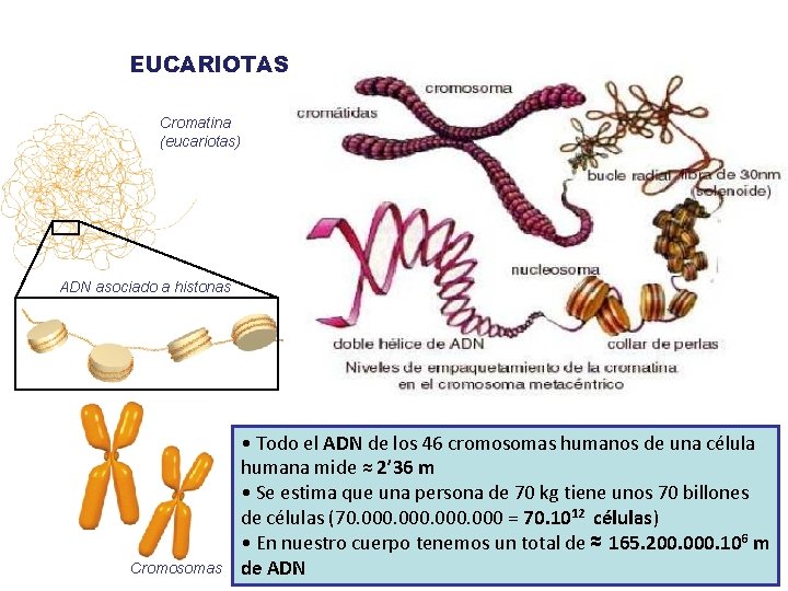 EUCARIOTAS: Cromatina (eucariotas) ADN asociado a histonas Cromosomas • Todo el ADN de los