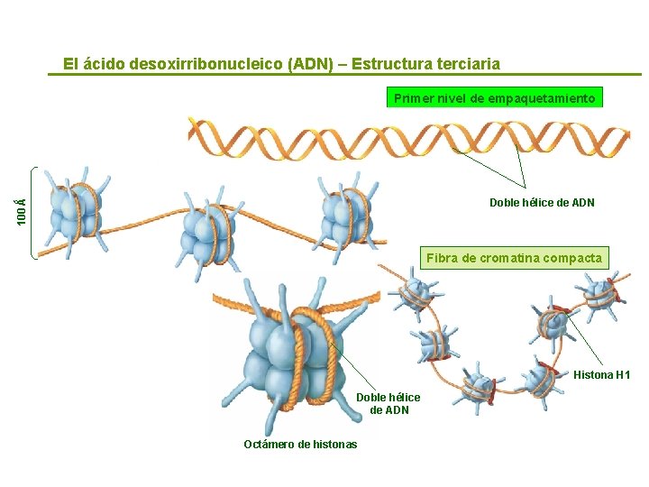 El ácido desoxirribonucleico (ADN) – Estructura terciaria Primer nivel de empaquetamiento 100 Ǻ Doble