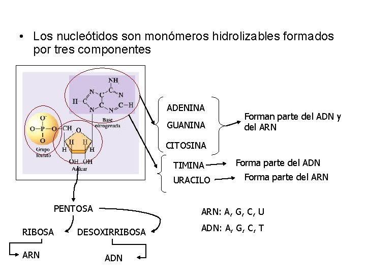  • Los nucleótidos son monómeros hidrolizables formados por tres componentes ADENINA GUANINA Forman