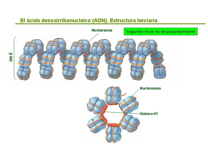 El ácido desoxirribonucleico (ADN). Estructura terciaria Segundo nivel de empaquetamiento 300 Ǻ Nucleosoma Histona