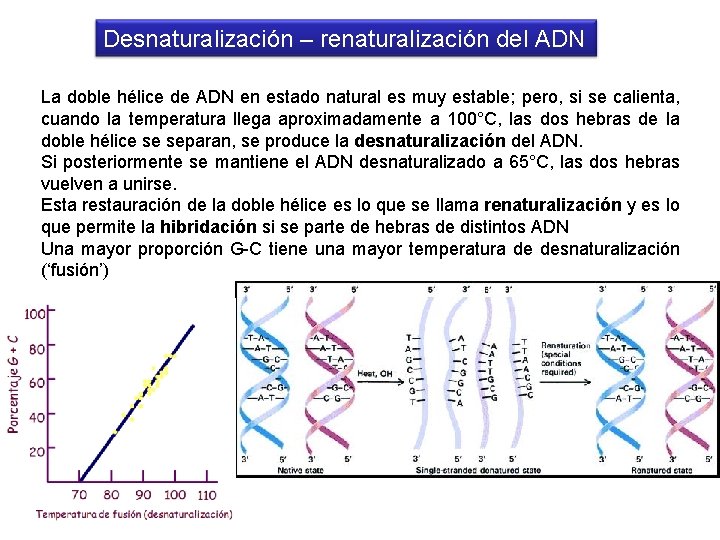 Desnaturalización – renaturalización del ADN La doble hélice de ADN en estado natural es