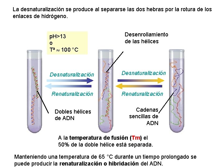 La desnaturalización se produce al separarse las dos hebras por la rotura de los