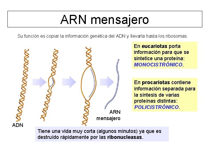 ARN mensajero Su función es copiar la información genética del ADN y llevarla hasta