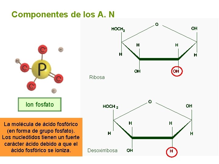 Componentes de los A. N Ion fosfato La molécula de ácido fosfórico (en forma