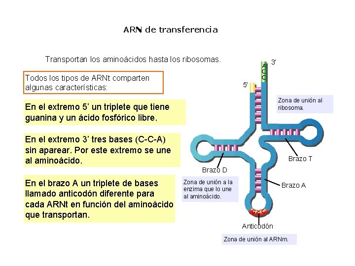 ARN de transferencia Transportan los aminoácidos hasta los ribosomas. 3’ Todos los tipos de