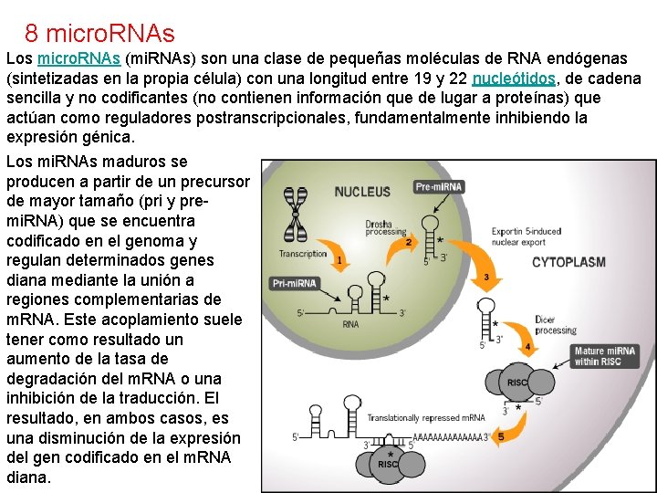 8 micro. RNAs Los micro. RNAs (mi. RNAs) son una clase de pequeñas moléculas