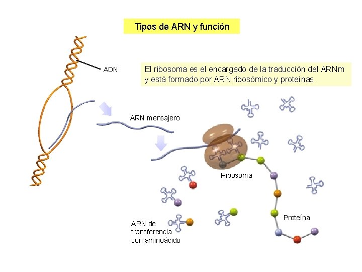 Tipos de ARN y función ADN El ribosoma es el encargado de la traducción