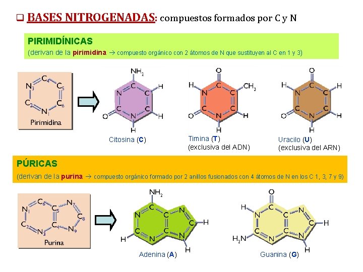 q BASES NITROGENADAS: compuestos formados por C y N PIRIMIDÍNICAS (derivan de la pirimidina