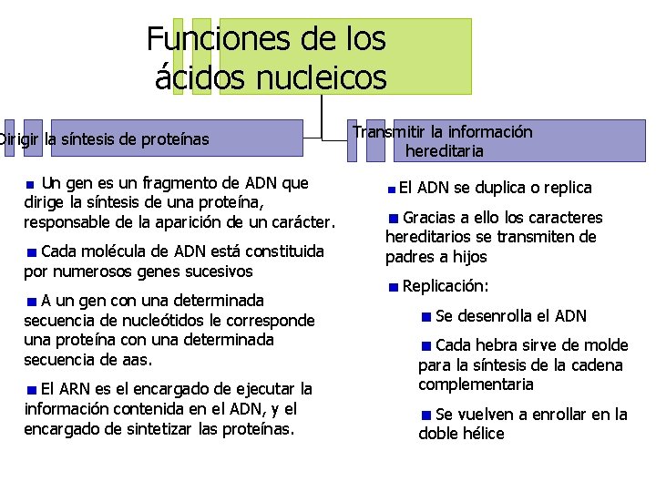 Funciones de los ácidos nucleicos Dirigir la síntesis de proteínas Un gen es un