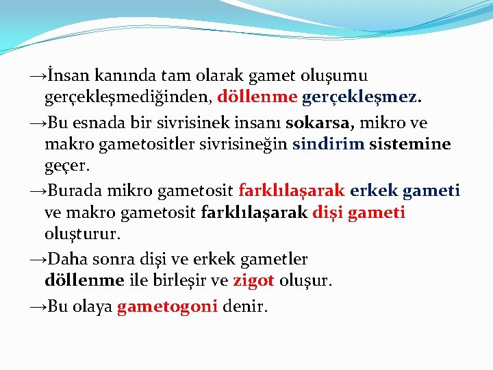 →İnsan kanında tam olarak gamet oluşumu gerçekleşmediğinden, döllenme gerçekleşmez. →Bu esnada bir sivrisinek insanı