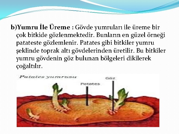 b)Yumru İle Üreme : Gövde yumruları ile üreme bir çok bitkide gözlenmektedir. Bunların en