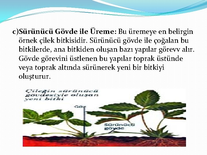 c)Sürünücü Gövde ile Üreme: Bu üremeye en belirgin örnek çilek bitkisidir. Sürünücü gövde ile