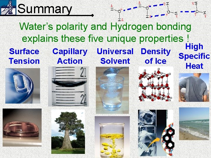 Summary Water’s polarity and Hydrogen bonding explains these five unique properties ! Surface Tension