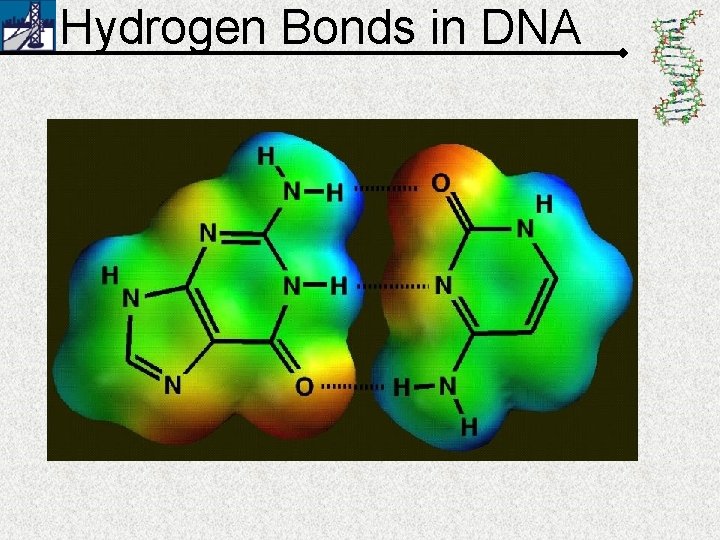 Hydrogen Bonds in DNA 