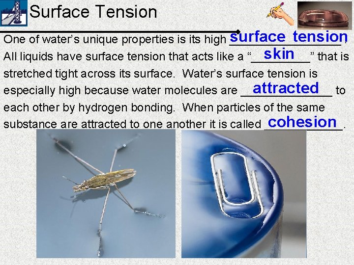 Surface Tension tension. One of water’s unique properties is its high surface _________ skin