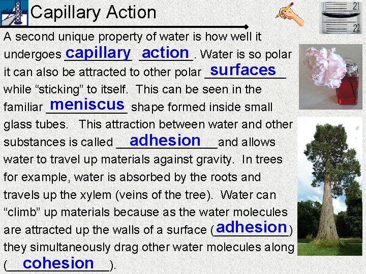 Capillary Action A second unique property of water is how well it capillary ____.