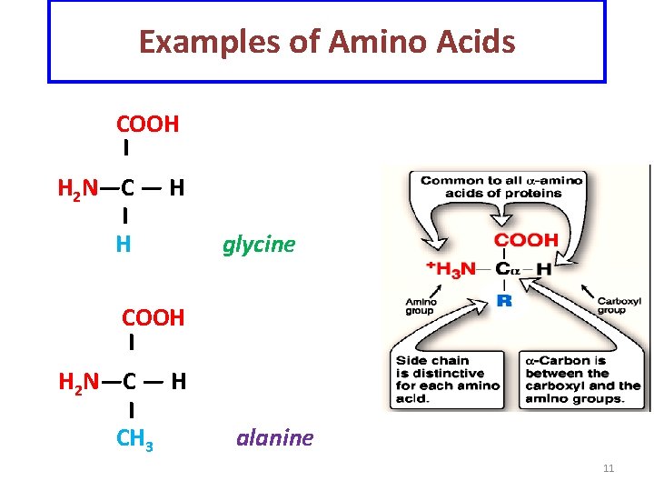 Examples of Amino Acids COOH I H 2 N—C — H I H glycine