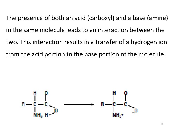 The presence of both an acid (carboxyl) and a base (amine) in the same