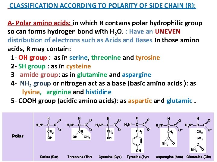CLASSIFICATION ACCORDING TO POLARITY OF SIDE CHAIN (R): A- Polar amino acids: in which