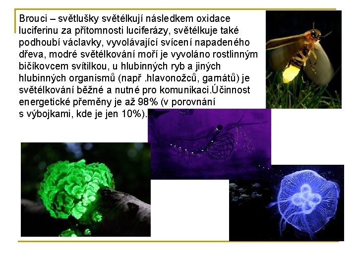 Brouci – světlušky světélkují následkem oxidace luciferinu za přítomnosti luciferázy, světélkuje také podhoubí václavky,