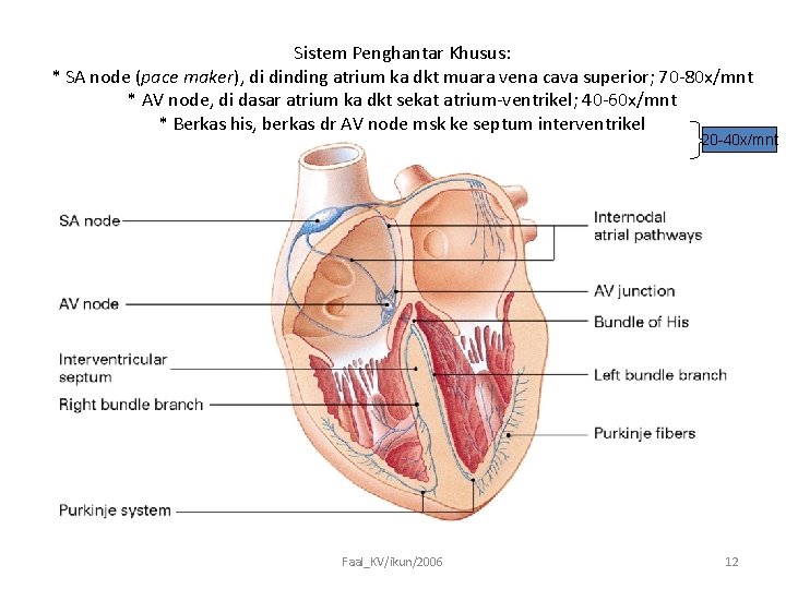 Sistem Penghantar Khusus: * SA node (pace maker), di dinding atrium ka dkt muara