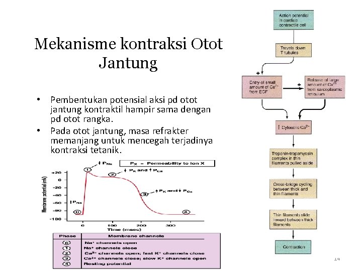 Mekanisme kontraksi Otot Jantung • Pembentukan potensial aksi pd otot jantung kontraktil hampir sama