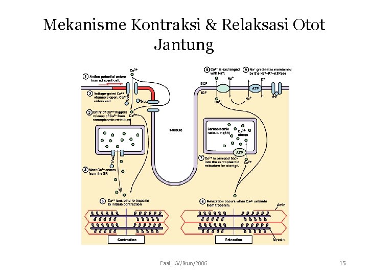 Mekanisme Kontraksi & Relaksasi Otot Jantung Faal_KV/ikun/2006 15 