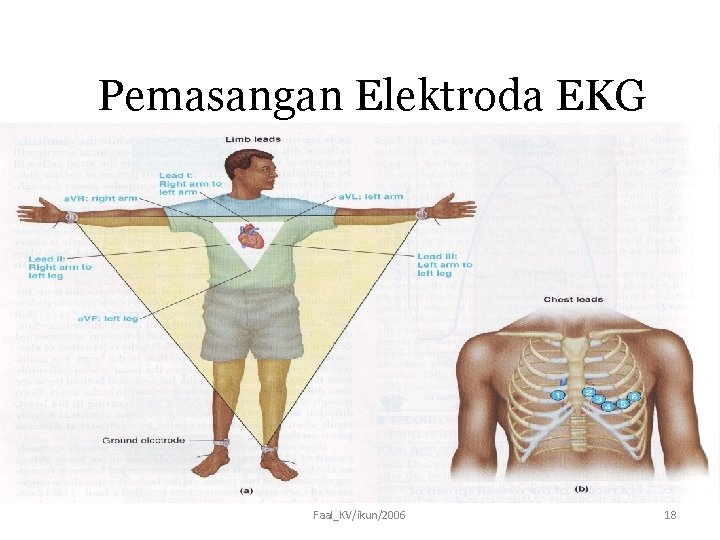 Pemasangan Elektroda EKG Faal_KV/ikun/2006 18 