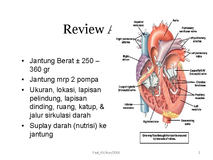 Review Anatomi • Jantung Berat ± 250 – 360 gr • Jantung mrp 2