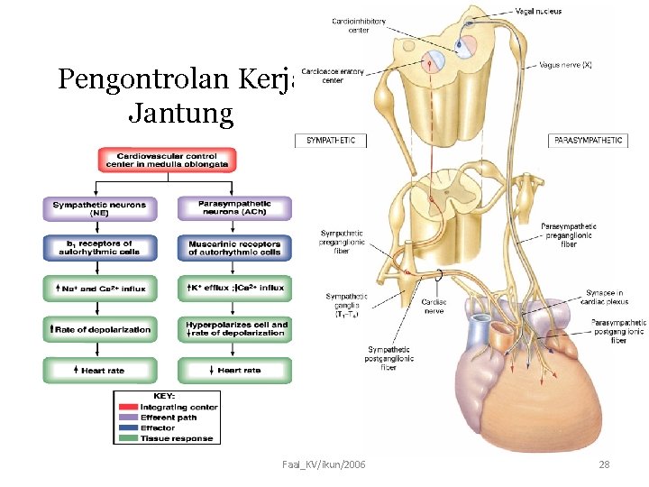 Pengontrolan Kerja Jantung Faal_KV/ikun/2006 28 