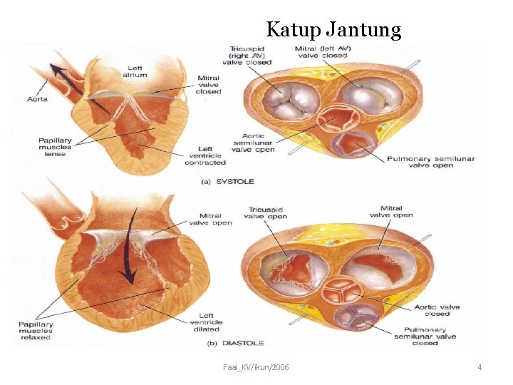 Katup Jantung Faal_KV/ikun/2006 4 