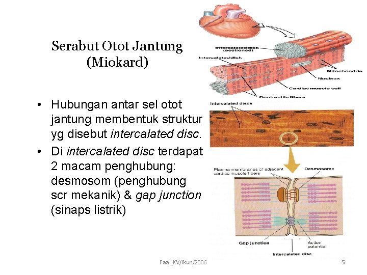 Serabut Otot Jantung (Miokard) • Hubungan antar sel otot jantung membentuk struktur yg disebut