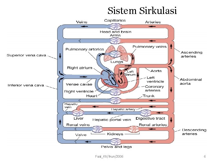 Sistem Sirkulasi Faal_KV/ikun/2006 6 