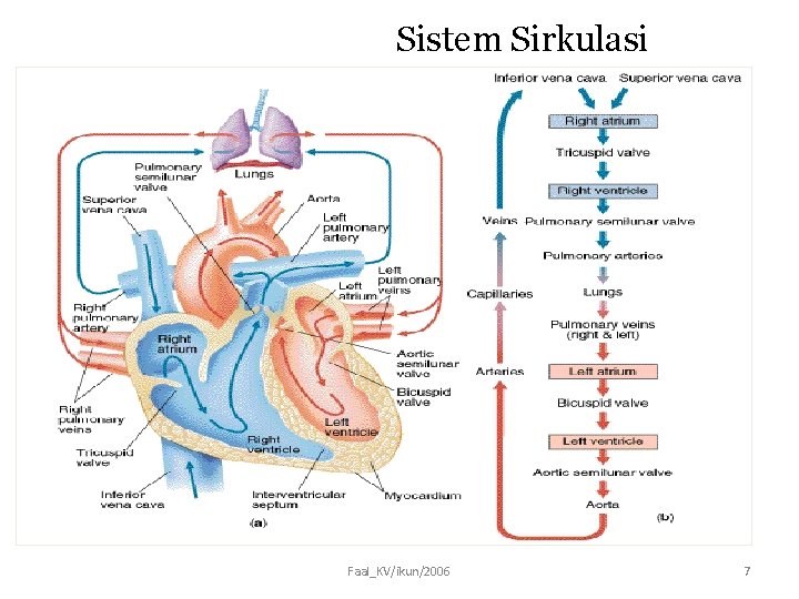 Sistem Sirkulasi Faal_KV/ikun/2006 7 