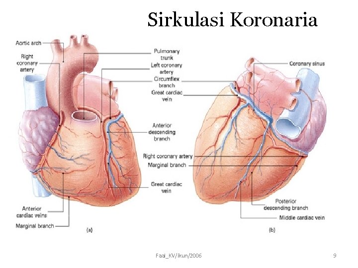 Sirkulasi Koronaria Faal_KV/ikun/2006 9 