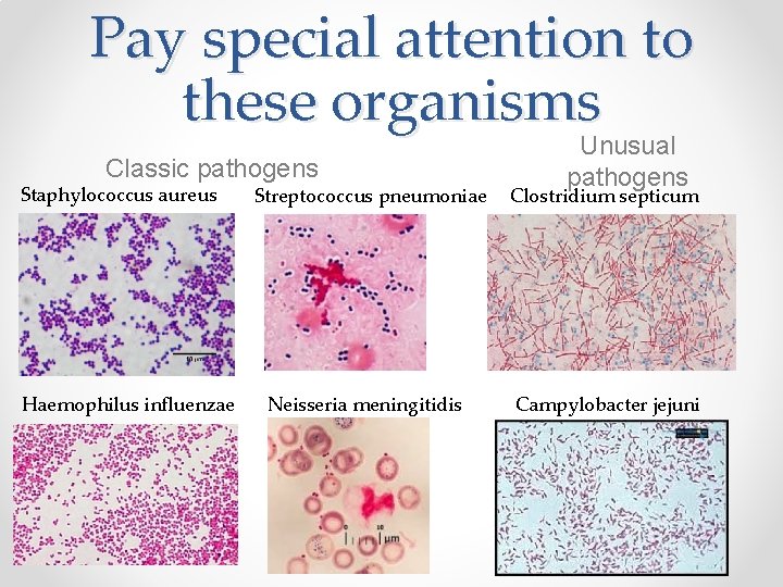 Pay special attention to these organisms Classic pathogens Staphylococcus aureus Haemophilus influenzae Unusual pathogens