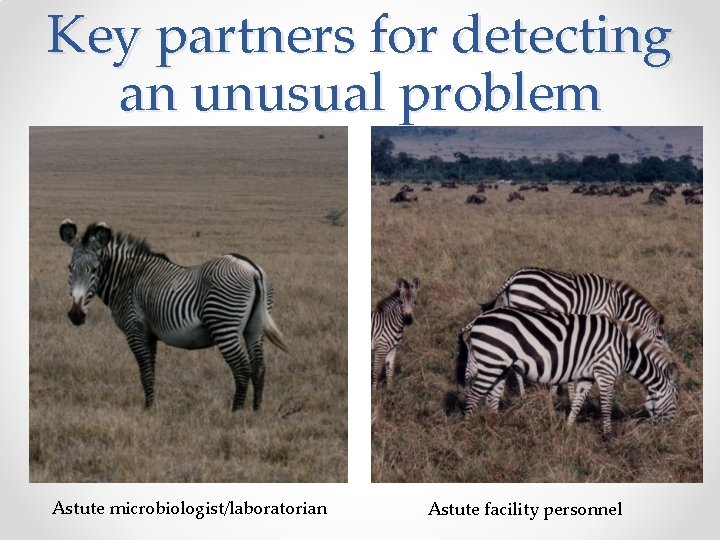 Key partners for detecting an unusual problem Astute microbiologist/laboratorian Astute facility personnel 