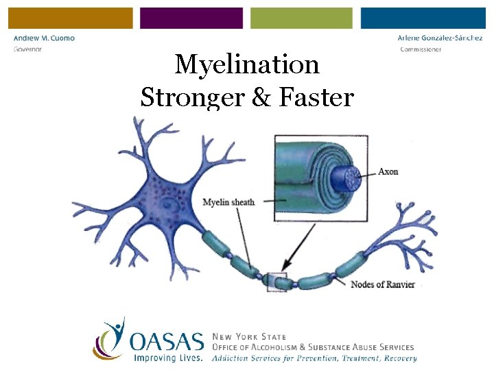 Myelination Stronger & Faster 