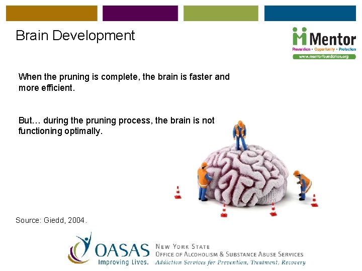 Brain Development When the pruning is complete, the brain is faster and more efficient.