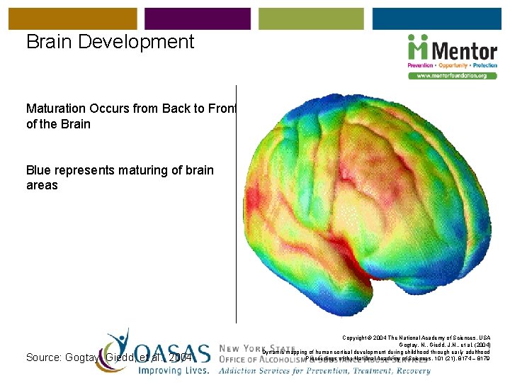 Brain Development Maturation Occurs from Back to Front of the Brain Blue represents maturing