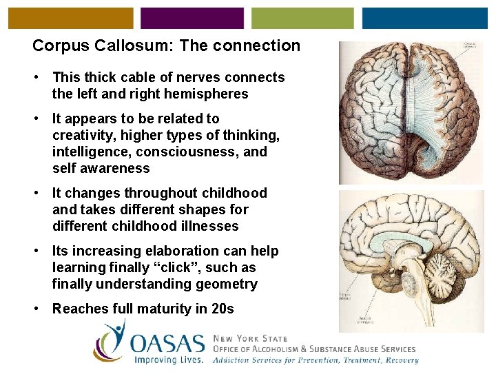 Corpus Callosum: The connection • This thick cable of nerves connects the left and