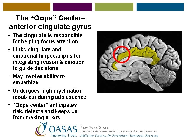 The “Oops” Center– anterior cingulate gyrus • The cingulate is responsible for helping focus