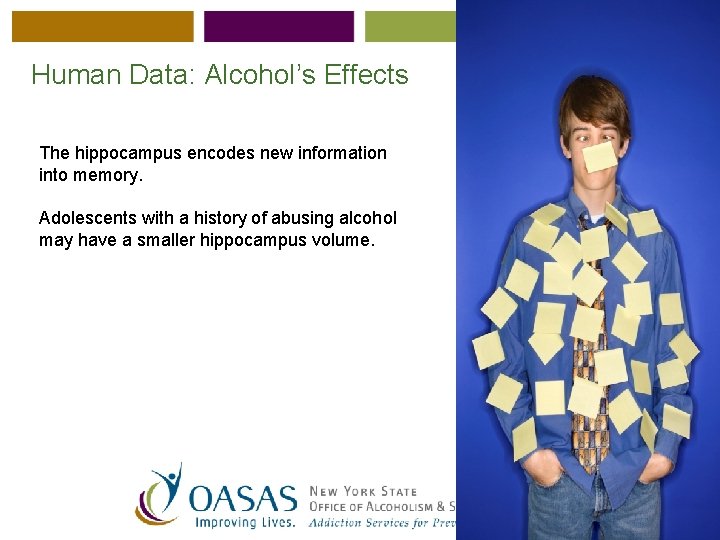 Human Data: Alcohol’s Effects The hippocampus encodes new information into memory. Adolescents with a