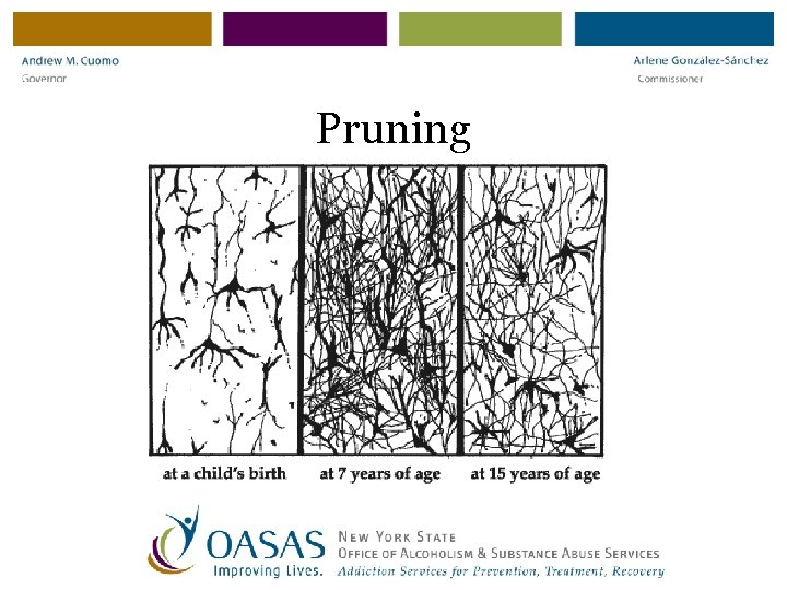 Pruning 