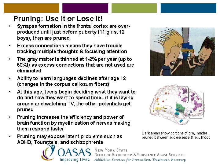 Pruning: Use it or Lose it! • Synapse formation in the frontal cortex are