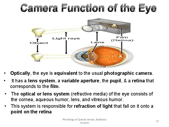 Camera Function of the Eye • Optically, the eye is equivalent to the usual