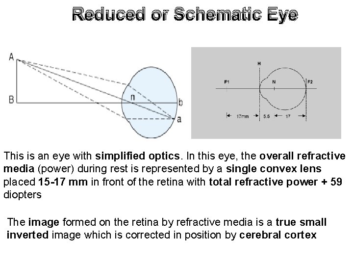 Reduced or Schematic Eye This is an eye with simplified optics. In this eye,