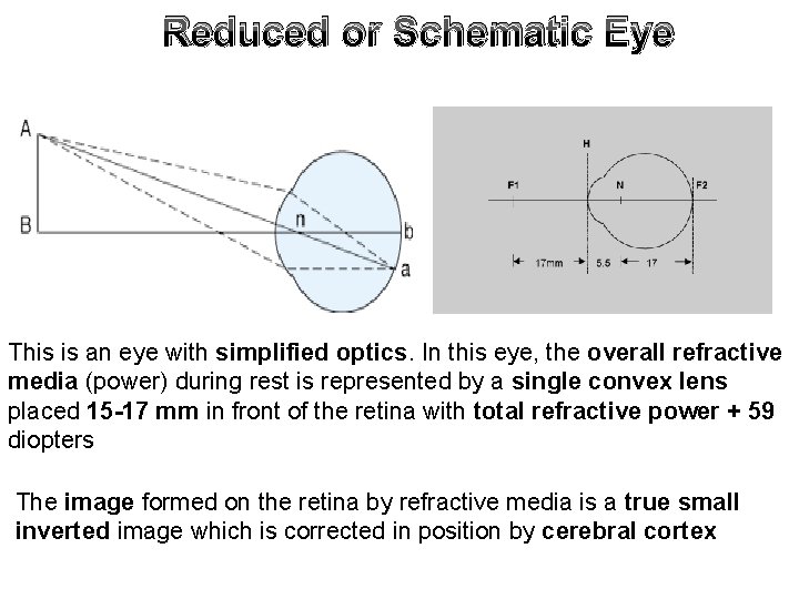 Reduced or Schematic Eye This is an eye with simplified optics. In this eye, Reduced or Schematic Eye This is an eye with simplified optics. In this eye,