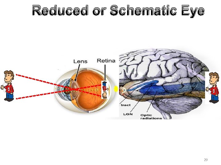 Reduced or Schematic Eye 29 