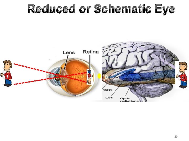 Reduced or Schematic Eye 29 Reduced or Schematic Eye 29